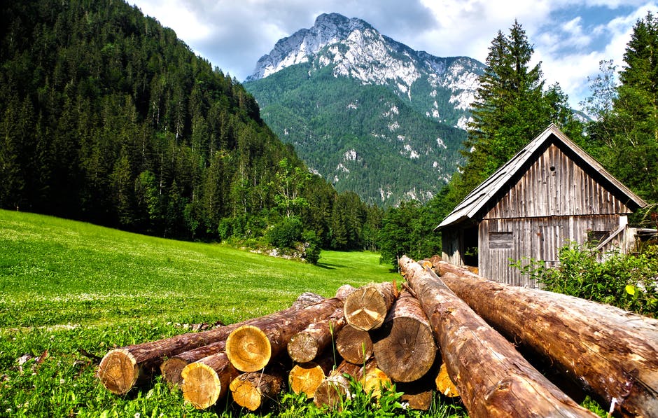 forest logging