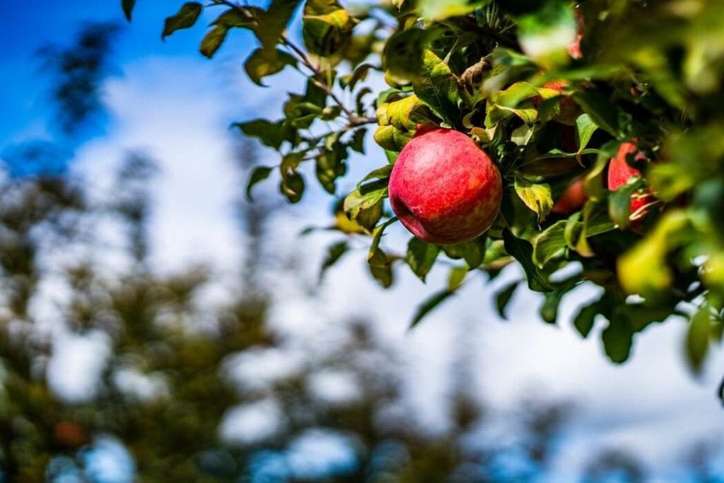 backyard orchard benefits